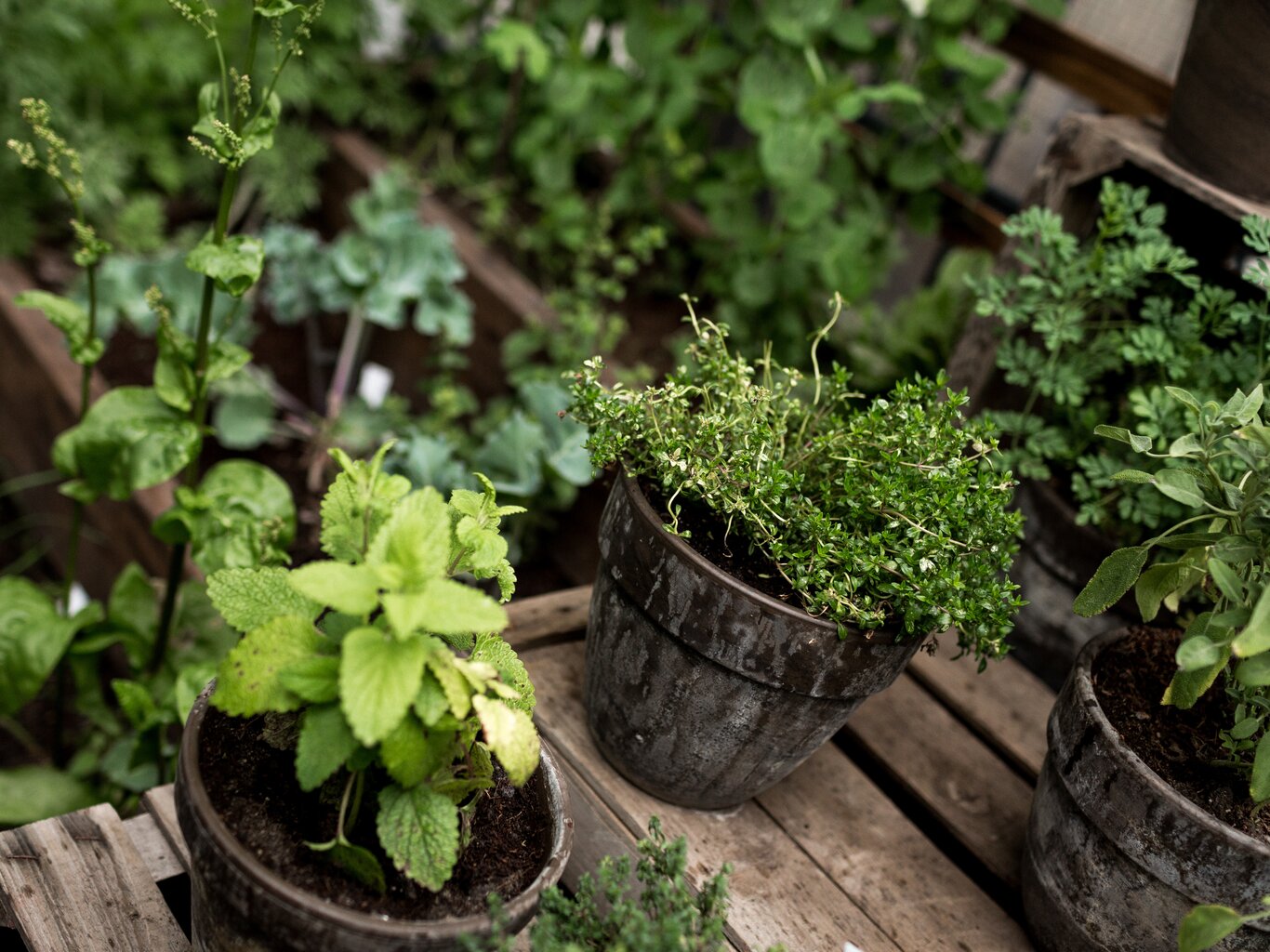 Kräutergarten anlegen und planen