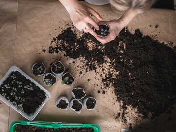 Petersilie: Alles zum aromatischen und vielseitigen Gewrz