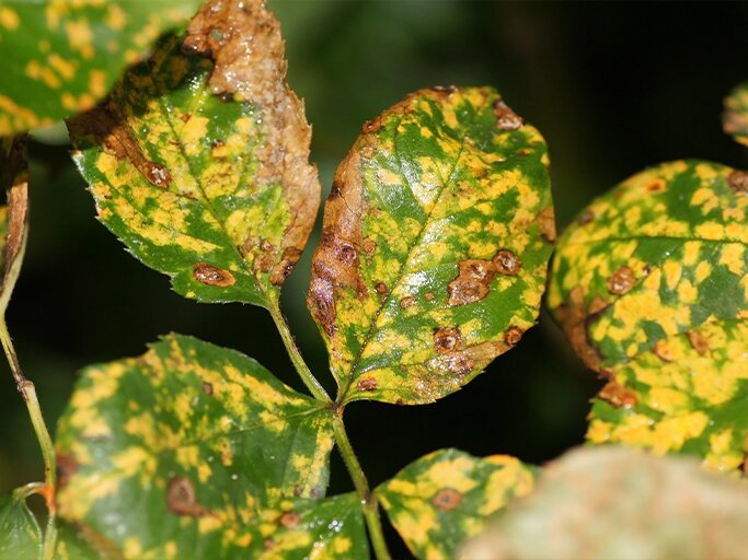 epipremnum pinnatum variegata care Pothos Epipremnum pinnatum albo variegata