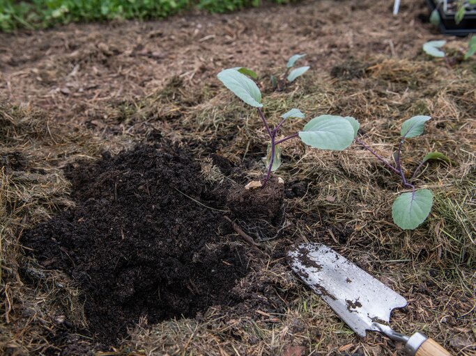 So rettet Flchenkompost deine Pflanzen im Sommer
