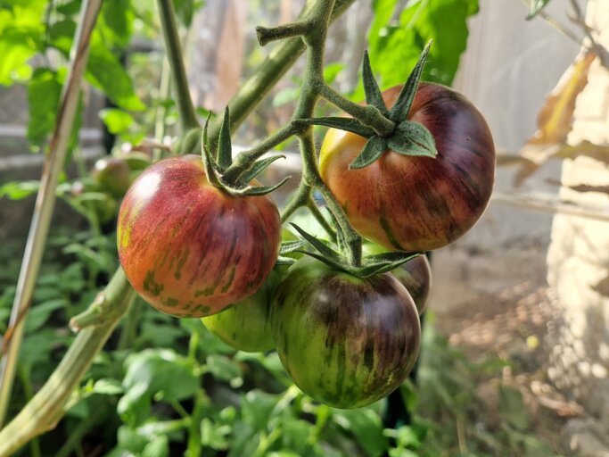 Tomate pflanzen: So gelingt Anbau und Ernte