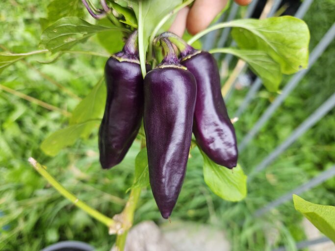Paprika und Chili: Pflegen und vermehren