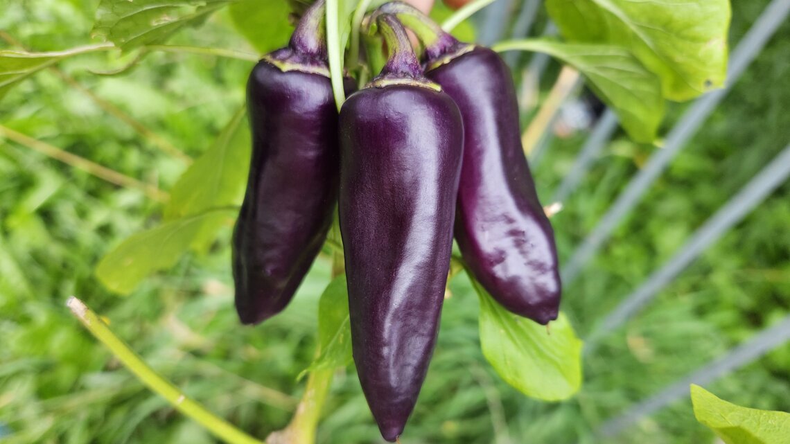 Paprika und Chili: Pflegen und vermehren