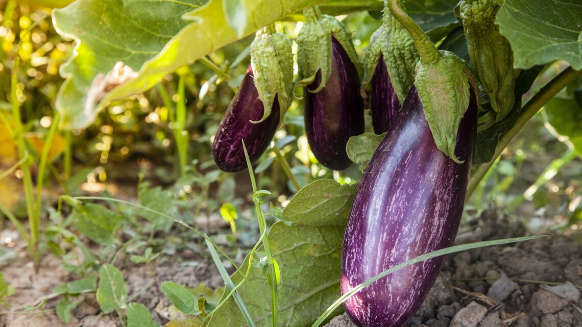 Aubergine pflanzen: So gelingt die Ernte
