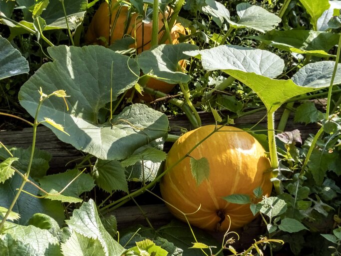 Krbis: So pflanzt und pflegst du das herbstliche Gemse