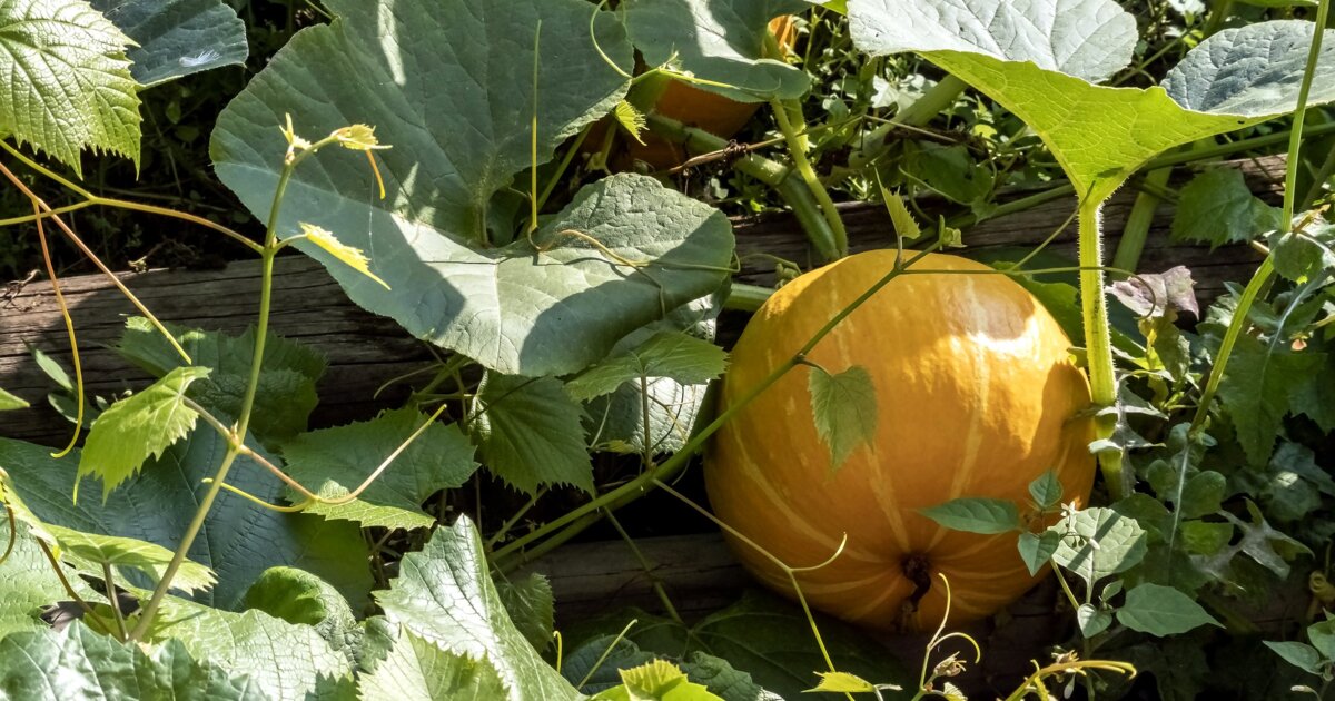 dünger pflanzen herbst Herbstgartendünger - Perfekte Stärkung