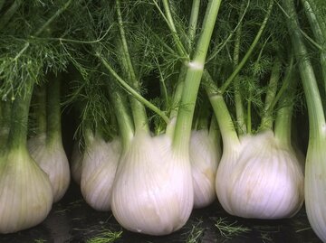 Rotkohl: So wchst das knackige Gemse in deinem Garten