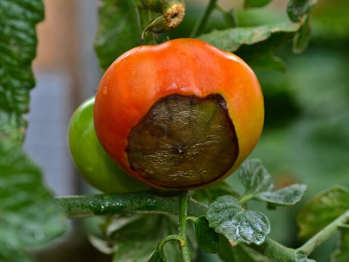 Bltenendfule bei Tomaten bekmpfen: Helfen Brausetabletten?