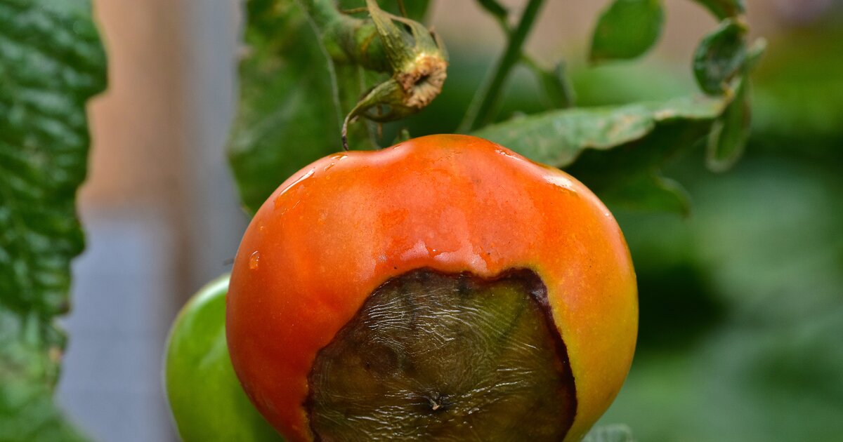 Bltenendfule bei Tomaten bekmpfen: Helfen Brausetabletten?