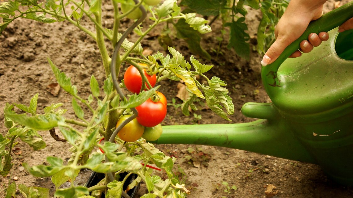 Tomaten richtig gieen: Experte verrt Fehler, der deine Ernte ruiniert