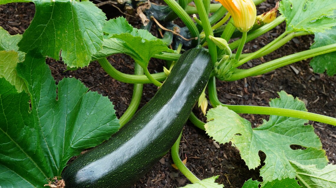 Groe Zucchini-Ernte: Verwende diesen Dnger-Trick vom Experten