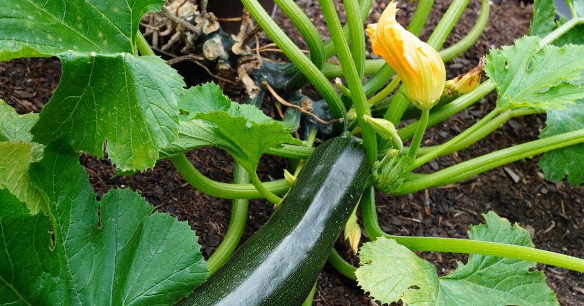 blutpflaume dünger Purgrün Bio-Blutpflaume-Dünger 1 kg