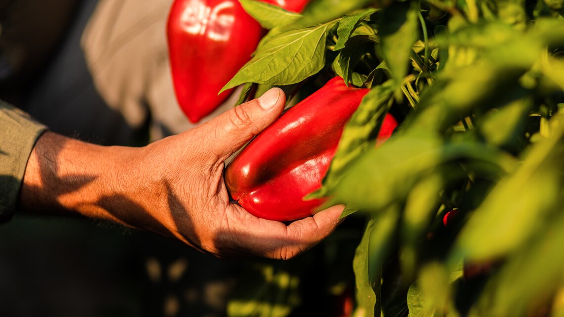 So dngst du Paprika wie die Profis: Tipps fr deutlich mehr Frchte