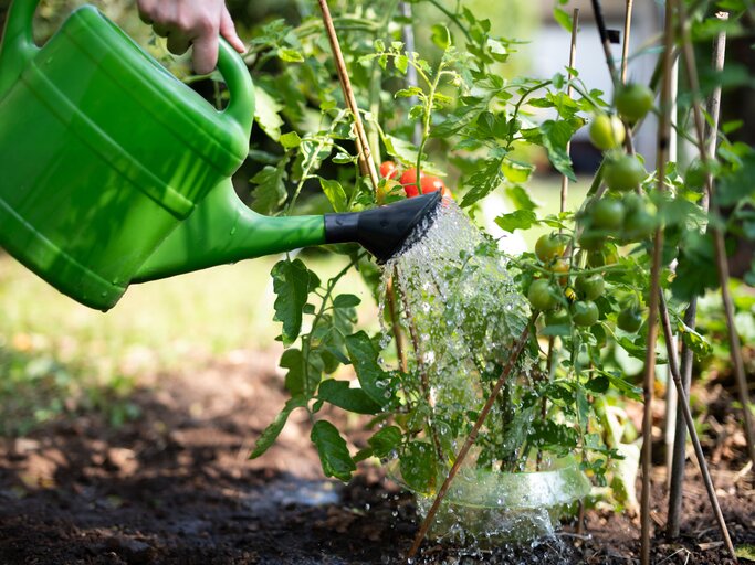 Tomaten mit Salzwasser gieen? Vorsicht vor diesem falschen Internet-Tipp