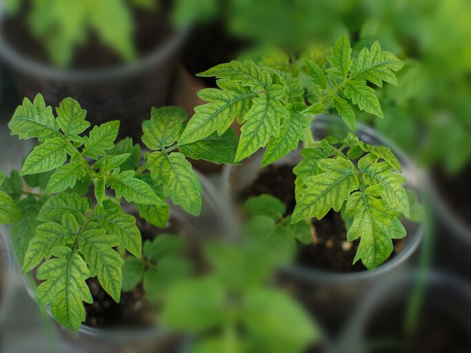 So erkennst und bekmpfst du Tomaten-Krankheiten: Die Gefhrlichste kommt  aus dem Supermarkt
