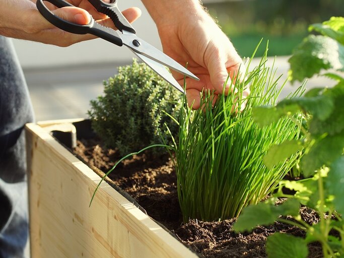Schnittlauch: Das vielseitige Kraut in Garten und Kche