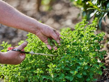 Petersilie: Alles zum aromatischen und vielseitigen Gewrz