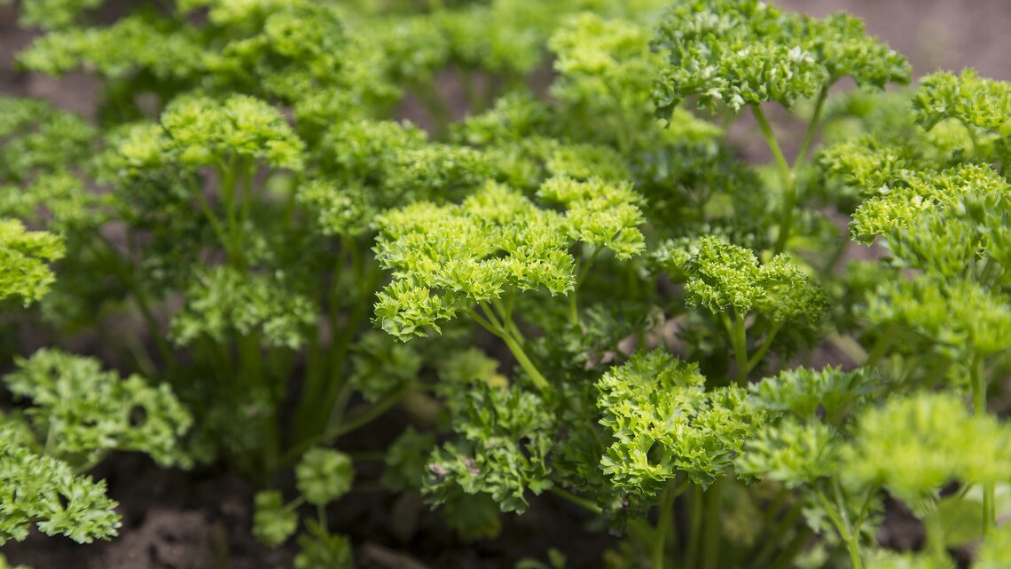 Petersilie: Alles zum aromatischen und vielseitigen Gewrz