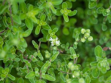 Petersilie: Alles zum aromatischen und vielseitigen Gewrz