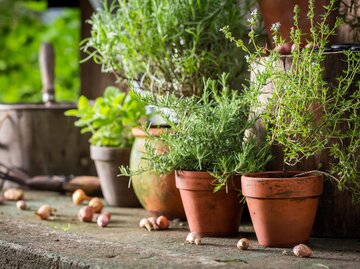 Petersilie: Alles zum aromatischen und vielseitigen Gewrz