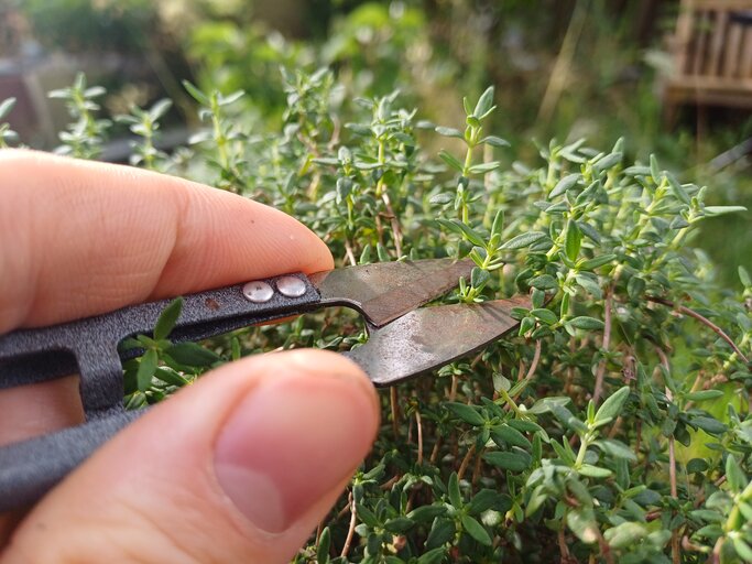 Thymian richtig schneiden: Diese Tricks erhhen deine Ernte
