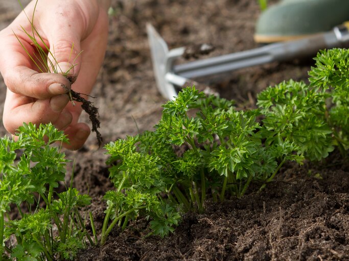 Petersilie wchst nicht? 5 Tipps fr besseres Wachstum