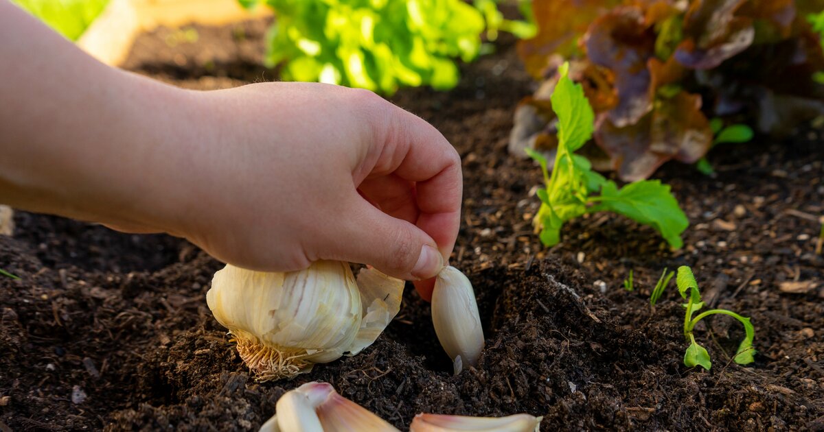 Winterknoblauch pflanzen: So gelingt der Anbau garantiert