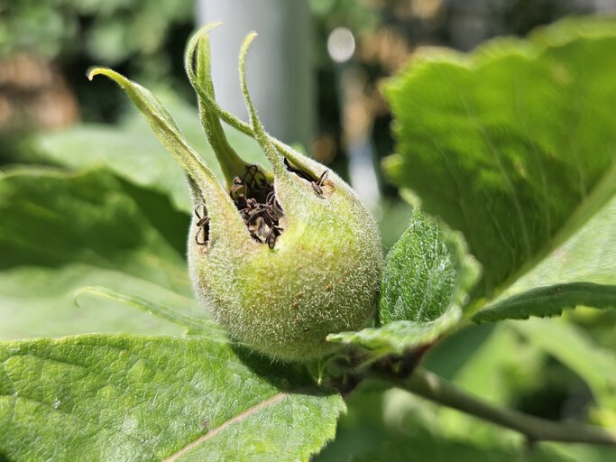 samenfestes saatgut bestellen Bio-Gartengemse Samen-Set kaufen