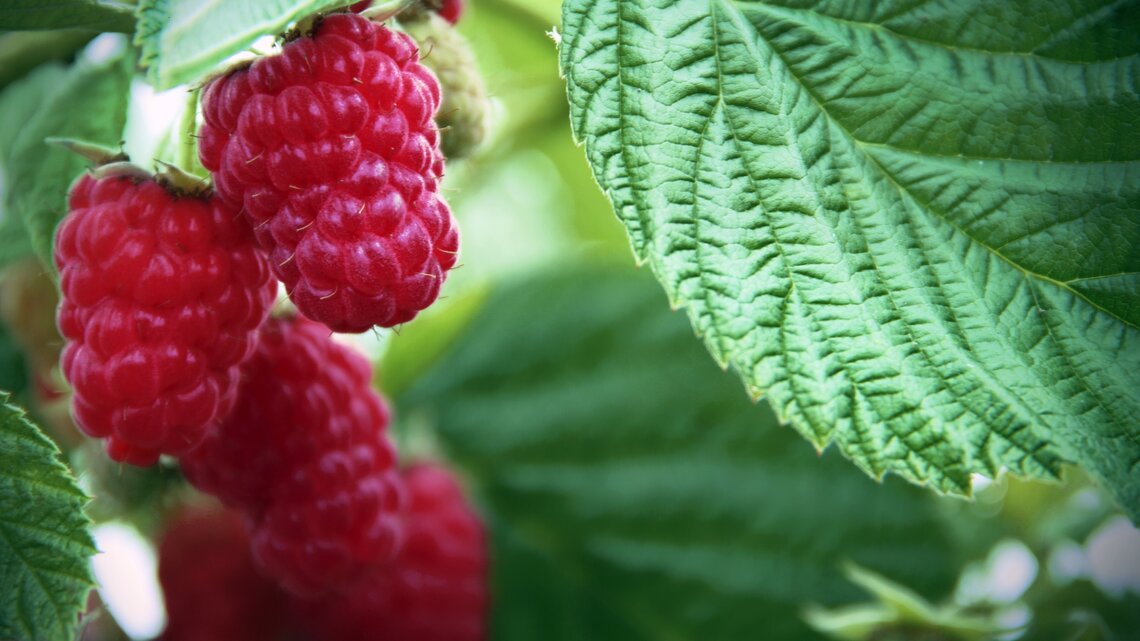 heidelbeeren welcher dnger Heidelbeer Dnger - Mineralischer NPK Flssigdnger mit Stickstoff