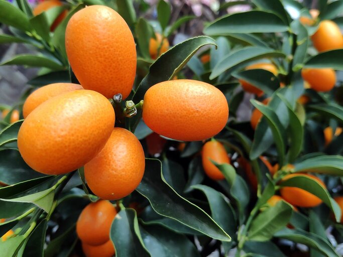 Kumquat pflanzen: Pflege-Tricks und Tipps zum Essen