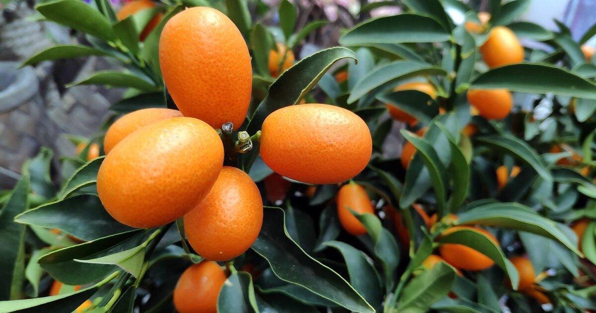 Kumquat pflanzen: Pflege-Tricks und Tipps zum Essen