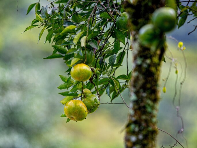 Bergamotte: Heilpflanze, Zitrusfrucht und Gewrz