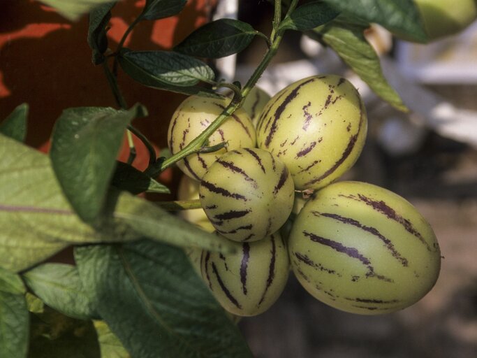 Melonenbirne: berwintern, pflegen und vermehren