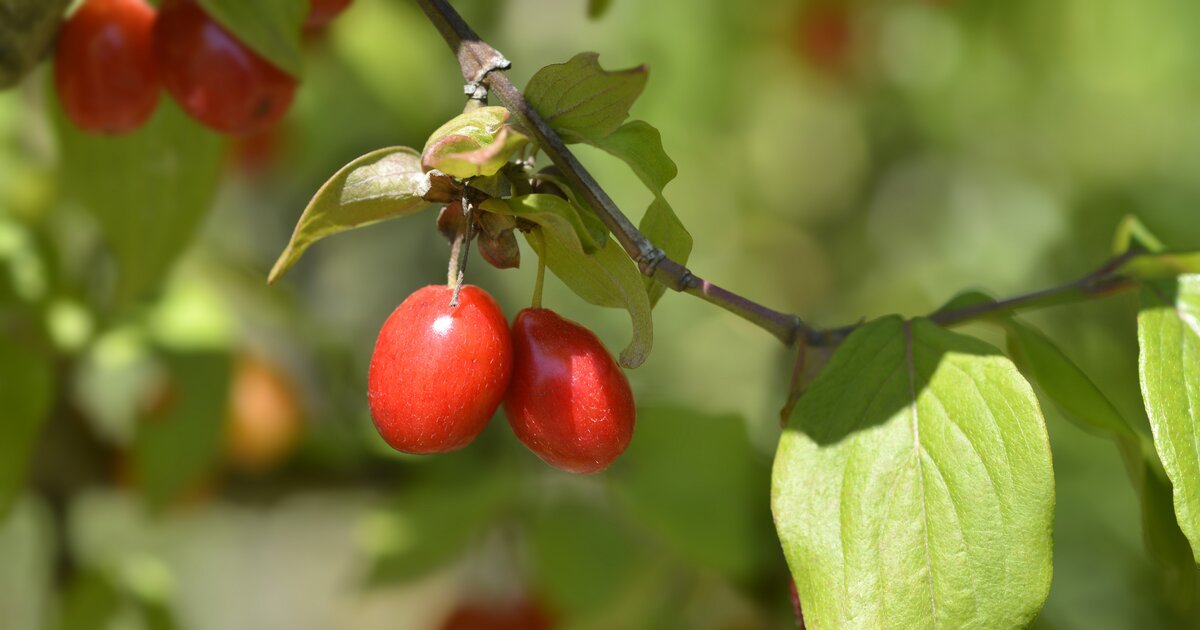 sonnenblumen welcher dnger Purgrn Sonnenblumen-Dnger 1 Liter