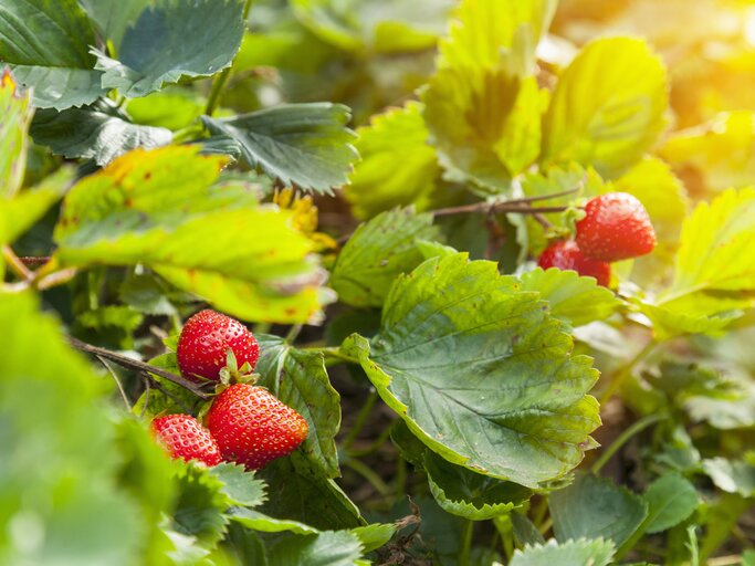 Erdbeeren pflanzen und dngen