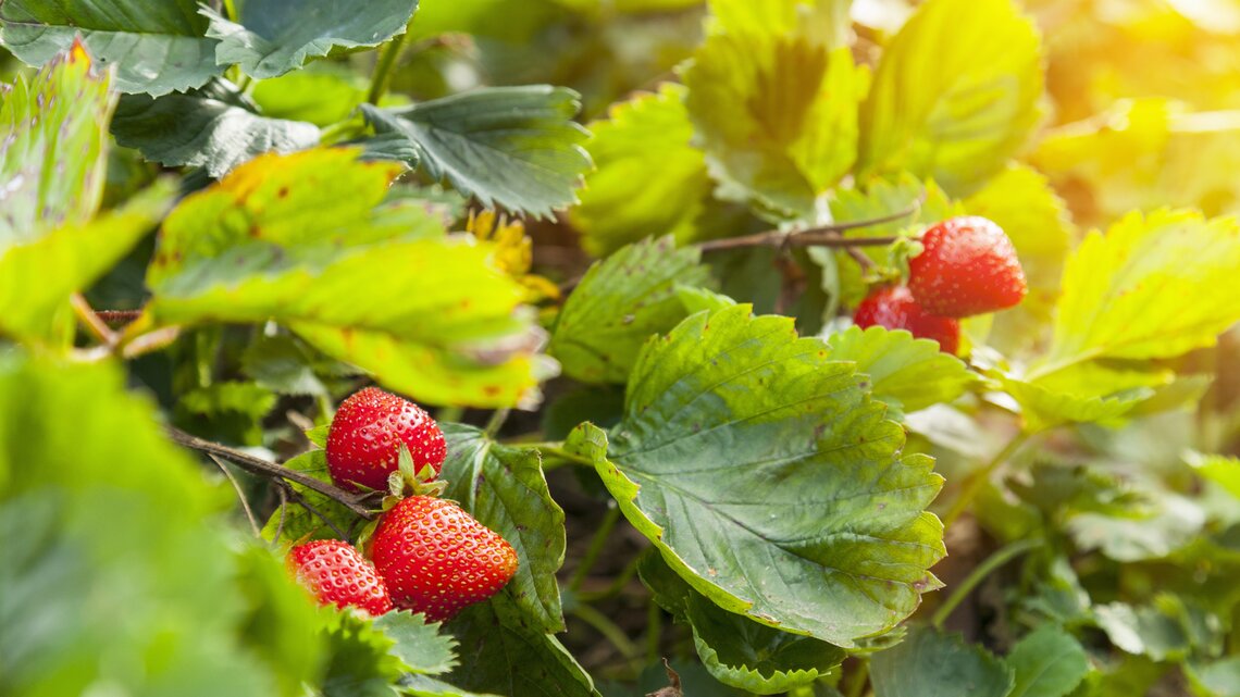 Erdbeeren pflanzen und dngen