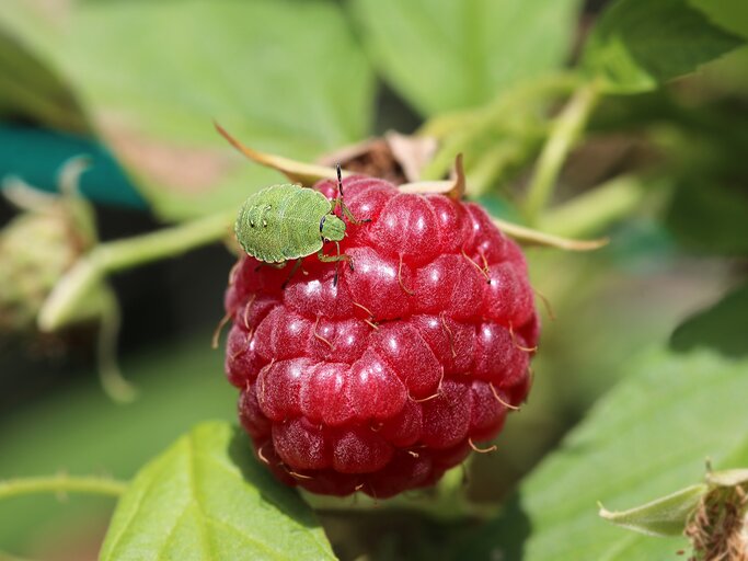 Deine Himbeeren schmecken komisch? Das ist der Grund!