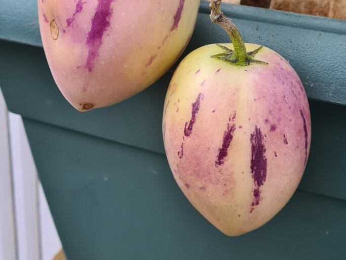 Se Melonenbirnen durch Dngung: So geht's richtig!
