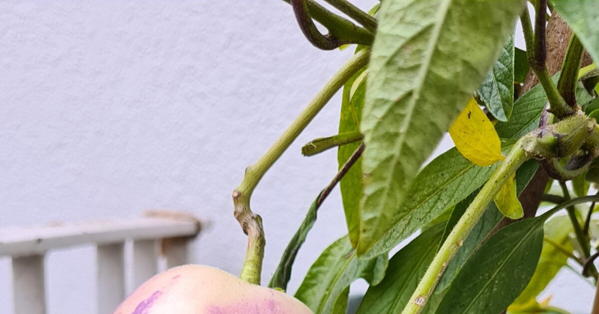 Se Melonenbirnen durch Dngung: So geht's richtig!