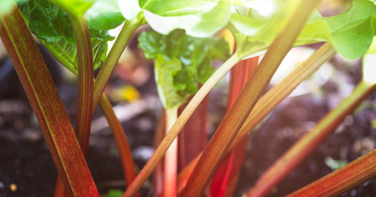 organischer dünger gurken Jetzt Gurken- & Zucchini Dünger