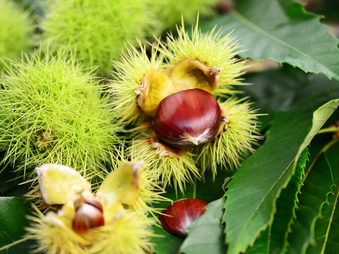 Maronen pflanzen, ernten und Co.: So pflegst du den Baum richtig