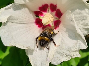 Rhododendron: So wird Kaffeesatz zum besten Dnger