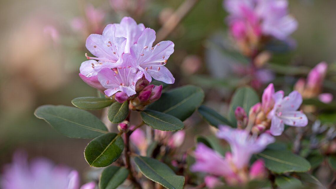 Rhododendron: Der beste Dnger ist ein Abfallprodukt aus der Kche