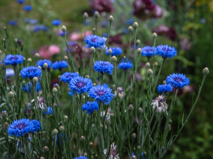 Kornblume: So wchst sie auch in deinem Garten