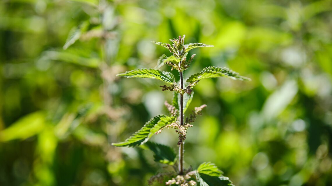 Brennnesseln nutzen: im Garten und in der Kche