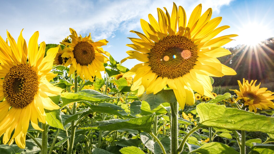 Mit diesen Tipps stehen deine Sonnenblumen wie eine Eins
