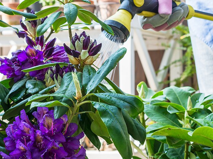 Rhododendron gieen: Darum ist Staunsse unerwnscht