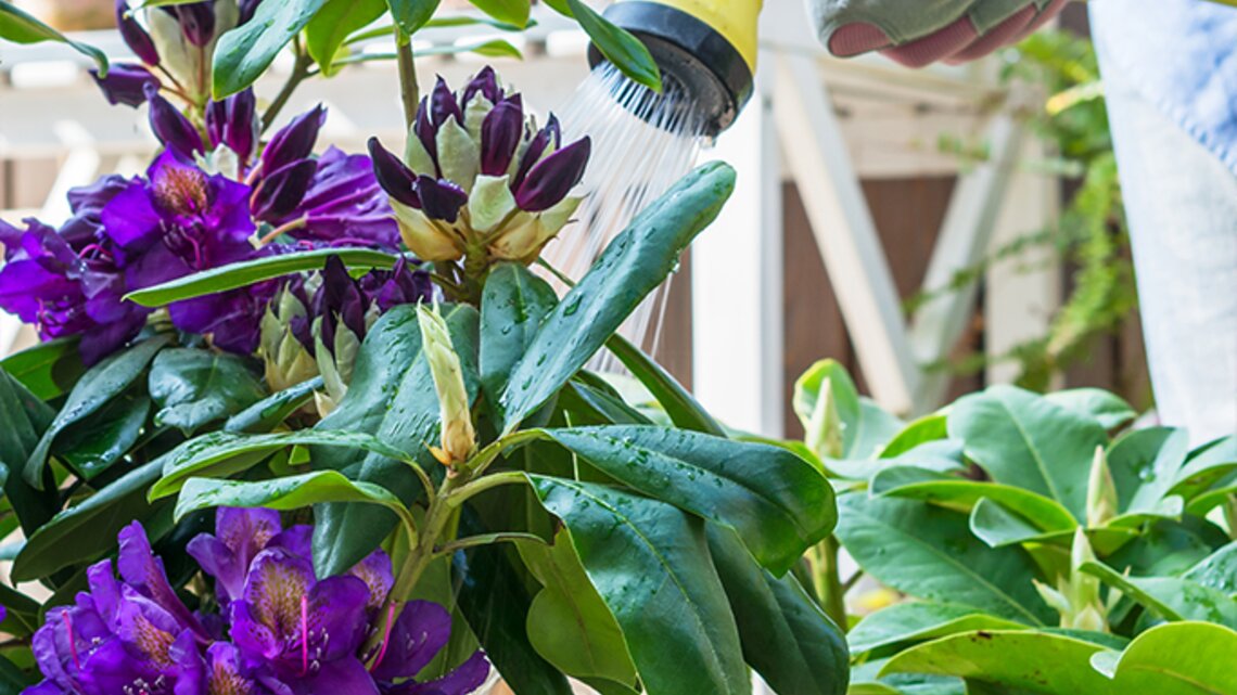 Rhododendron gieen: Darum ist Staunsse unerwnscht