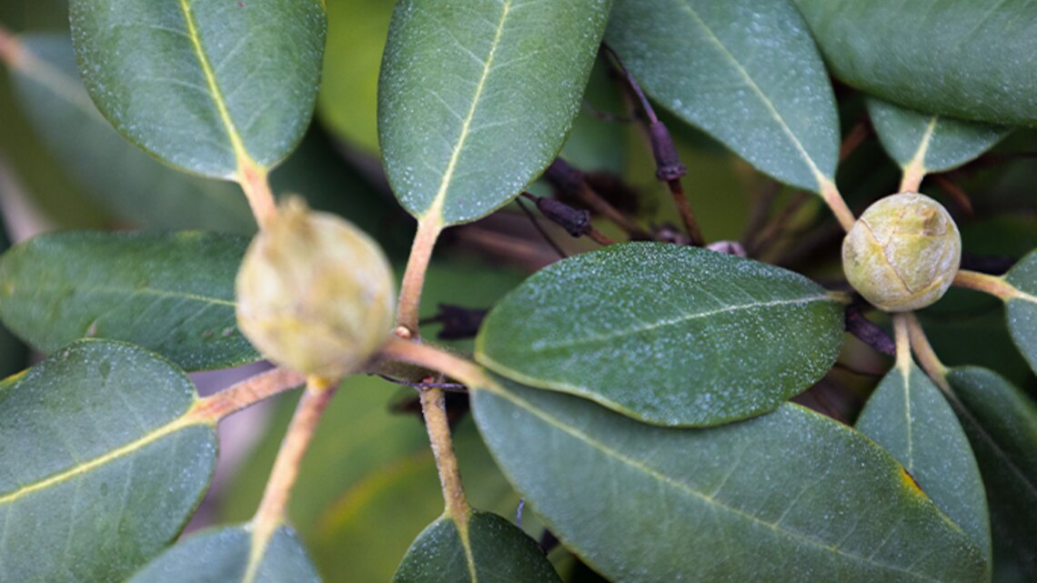 Nie wegwerfen! Rhododendron-Bltter sind Wundermittel im Garten