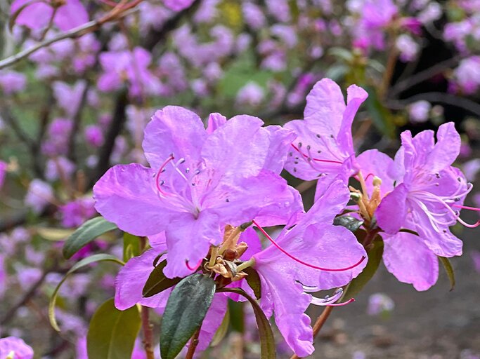 rhododendron winsome Rhododendron main image 1